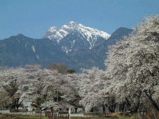 眞原桜並木 ココシルやまなし 八ヶ岳エリア